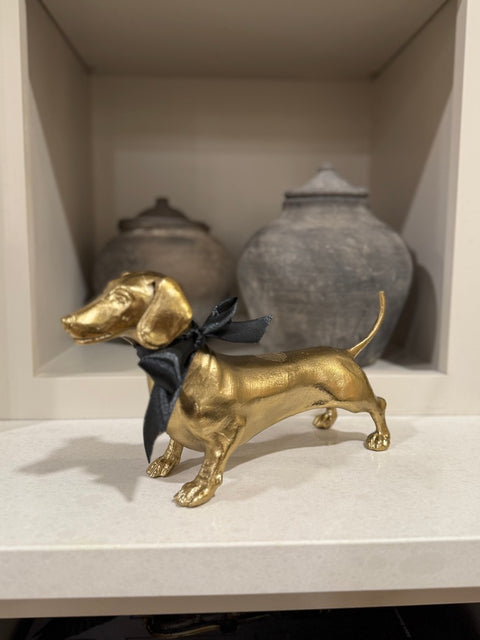 Goldie Dachshund