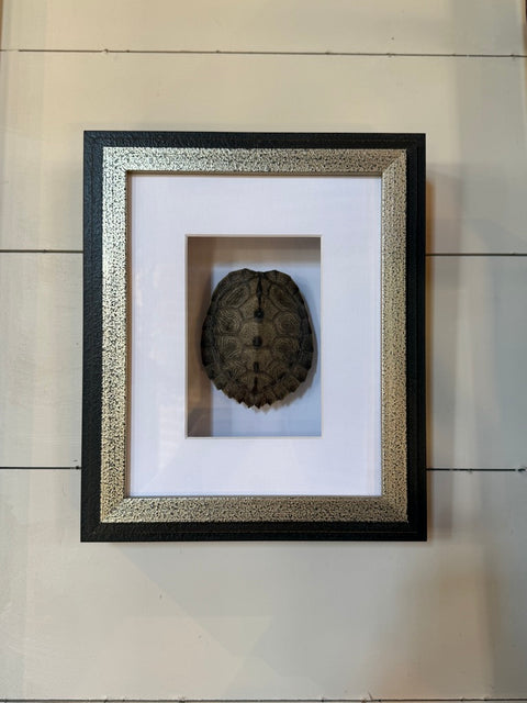 Framed Turtle Shell