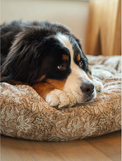Leilani Dog Bed