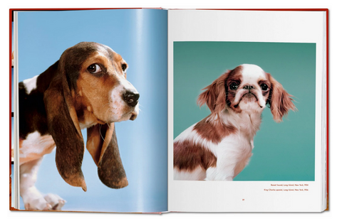 Walter Chandoha Dogs