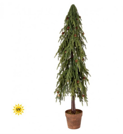Potted Soft Touch Norfolk Pine Tree