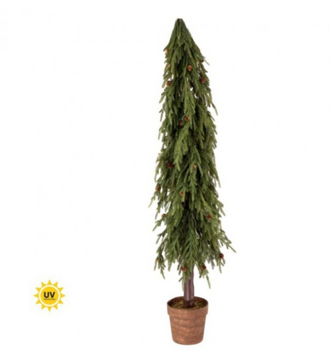 Potted Soft Touch Norfolk Pine Tree