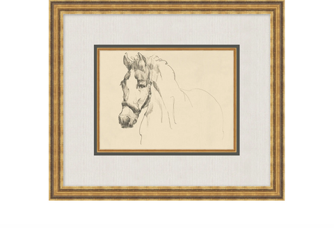 Equine Lines