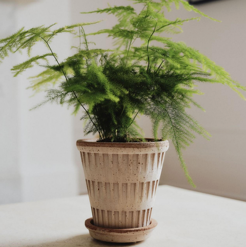 Pantheon Rosa Pot Set