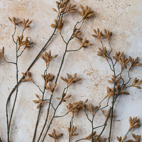 Kangaroo Paw Stem