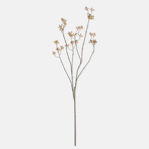 Kangaroo Paw Stem