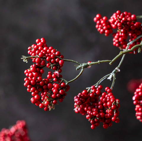 Wild Winter Berry Claret