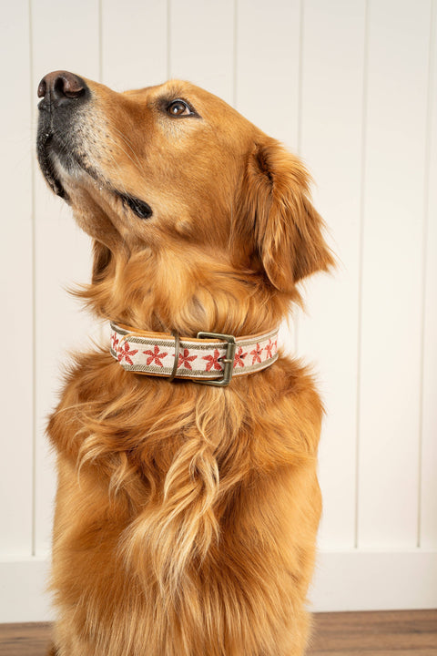 Finch Embroidered Dog Collar