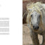Wild Horses of the West : photography coffee table book