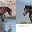 Wild Horses of the West : photography coffee table book