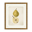 Pomological Pear