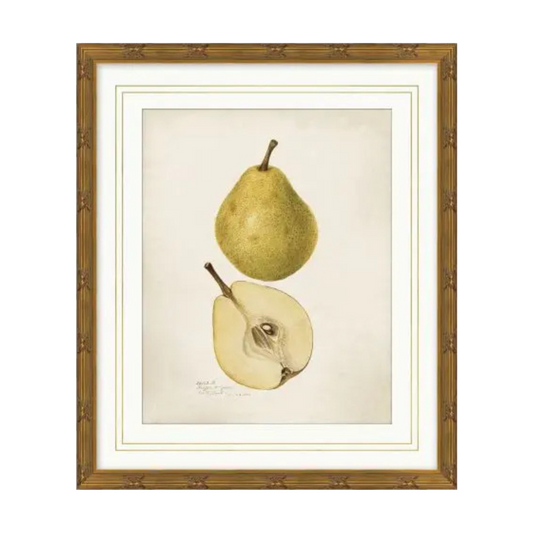 Pomological Pear