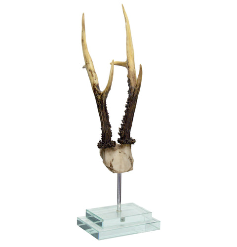 Antler on Double Glass Base