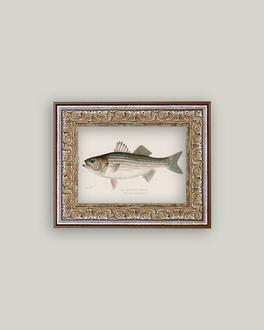 Striped Bass Framed Antique Art