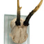 Antler Double Glass Wall Mount