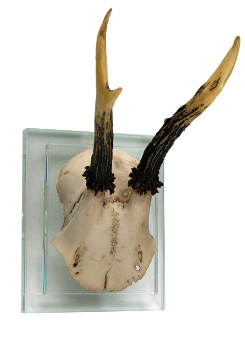 Antler Double Glass Wall Mount