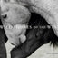 Wild Horses of the West : photography coffee table book