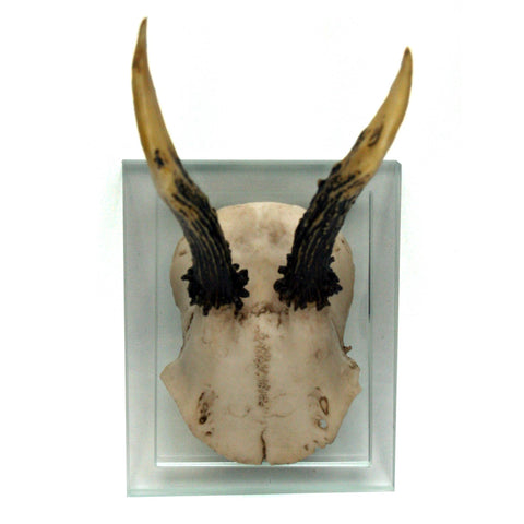 Antler Double Glass Wall Mount