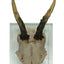 Antler Double Glass Wall Mount