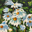 Daisies