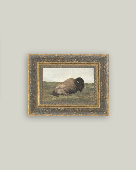 Resting Bison