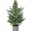 Potted Norfolk Pine Tree