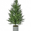 Potted Norfolk Pine Tree