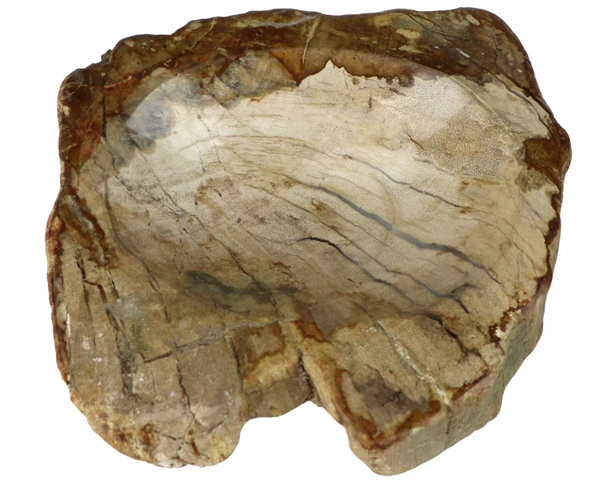 Petrified Wood Soap Dish