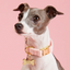 Blush Pink Velvet Dog Collar