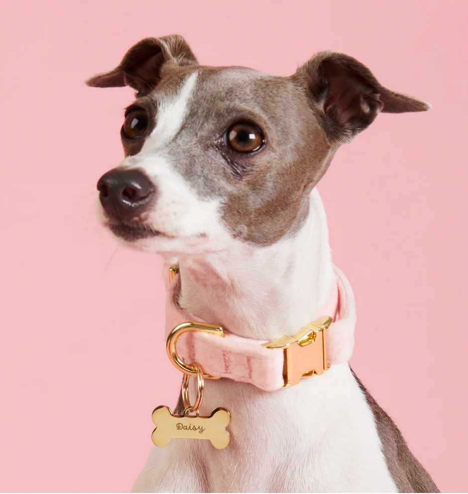 Blush Pink Velvet Dog Collar