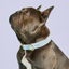 Chambray Dots Dog Collar