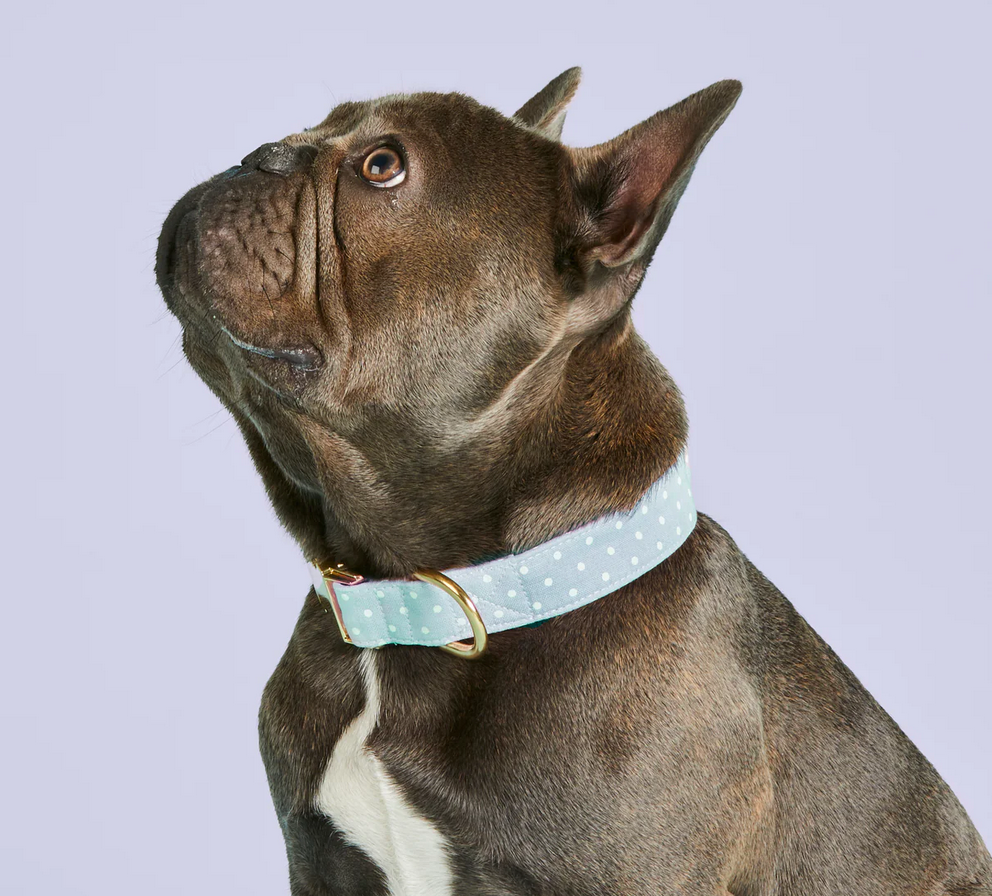 Chambray Dots Dog Collar