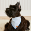 Lake Blue Stripe Dog Bandana