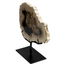 Petrified Log Fossil w/ Stand