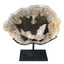 Petrified Log Fossil w/ Stand