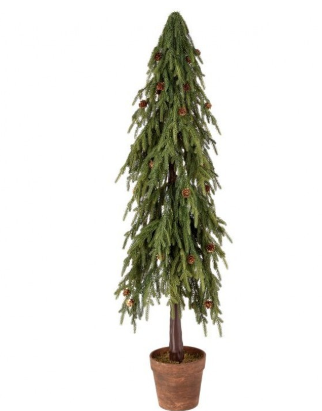 48" Potted Soft Touch Norfolk Pine