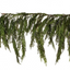 Real Touch Norfolk Pine Garland