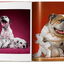 Walter Chandoha Dogs