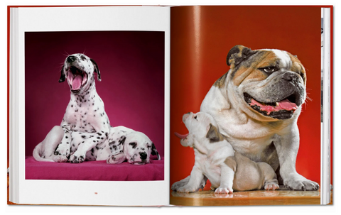 Walter Chandoha Dogs