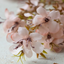 Artificial Prunus Blossom - Pink