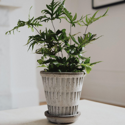 Pantheon Pot Set