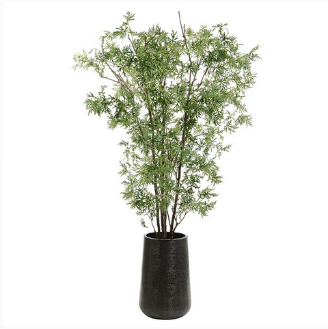 Ming Aralia