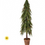 Potted Soft Touch Norfolk Pine Tree