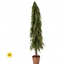 Potted Soft Touch Norfolk Pine Tree