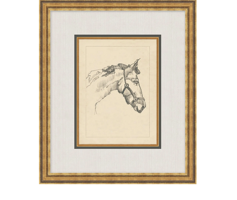 Equine Lines