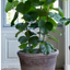 Extra Large Flora Grey Pot