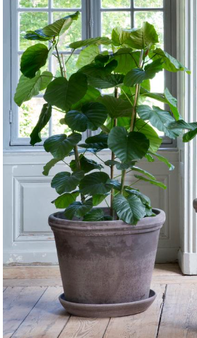 Extra Large Flora Grey Pot