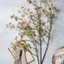 Cherry Blossom Branch