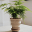 Pantheon Rosa Pot Set