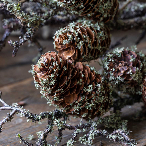 Pinecone Branch